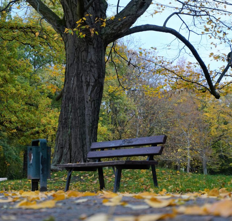 Patenschaften für Bänke und Bäume nun auch in Mühlheim möglich